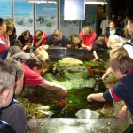 Das Multimar-Wattforum in Tönning ist "Nordsee-Live" zum Anfassen für Jung und Alt Das Multimar-Wattforum in Tönning ist "Nordsee-Live" zum Anfassen für Jung und Alt