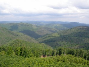 Blick vom Luitpoldturm über den Pfälzer Wald