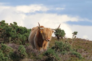 Schottischer gehts nicht - das Highland Rind, Foto © hmg 2012