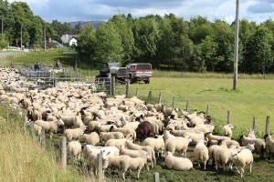 Schafe liefern nicht nur Wolle - Lammfleisch braucht man auch für Haggis, Foto © hmg 2012