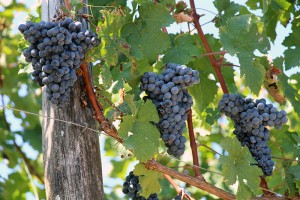Die Merlot-Traube ist das Herzstück der Pomerol-Weine