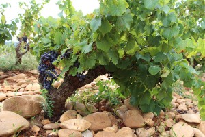 Der besondere Boden und die Steine sind das Geheimnis der kräftigen Weine rund um Chateauneuf du Pape