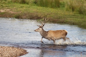 Entspannt läuft dieser Hirsch durch einen Bach in den Schottischen Highlands.