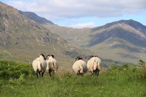 Schafe in den Schottischen Highlands