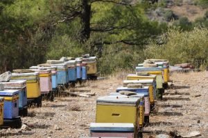 Die Quelle des leckeren kretischen Berghonigs: die bunten Bienenkästen