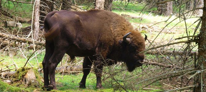 Zu Besuch bei den Bisons in der Auvergne
