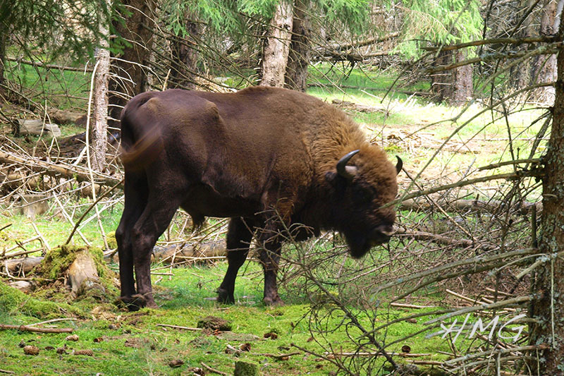 Zu Besuch bei den Bisons in der Auvergne