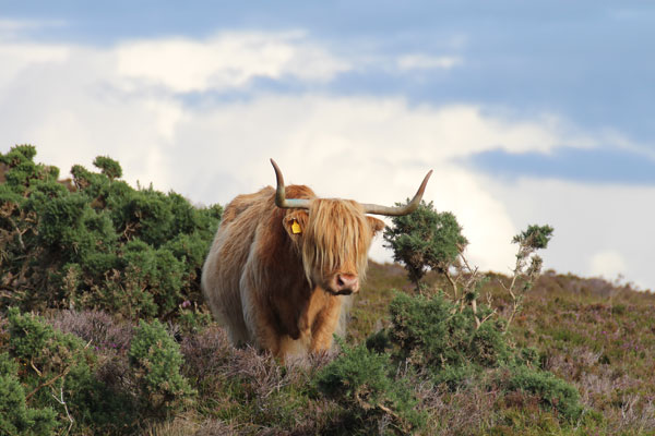 Per B&B einmal quer durch Schottland