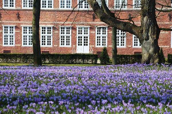 Husum – der Krokusblütenteppich im Schlosspark