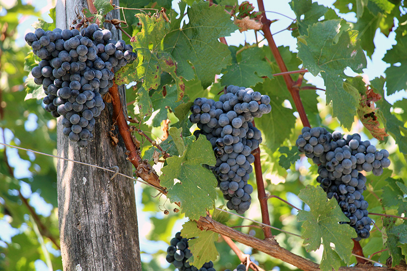 Auf Weinverkostung rund um Pomerol