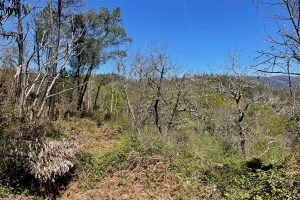 Eukalyptus-Plantagen landauf landab - aber es gibt auch Mischwaldregionen. Foto: GOEDE
