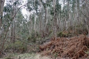 Eukalyptus-Plantagen landauf landab - aber es gibt auch Mischwaldregionen. Foto: GOEDE