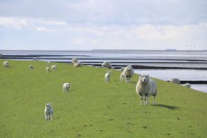 Schafe auf einem Deich an der Nordsee