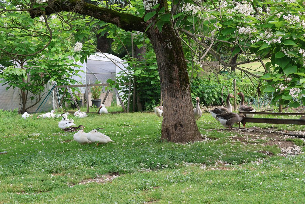 Auf der Ferme du Brusquand wird nachweislich auf das Tiefwohl der Mulard-Enten wie Graugänse geachtet - Freilandhaltung im Gründen "pur".